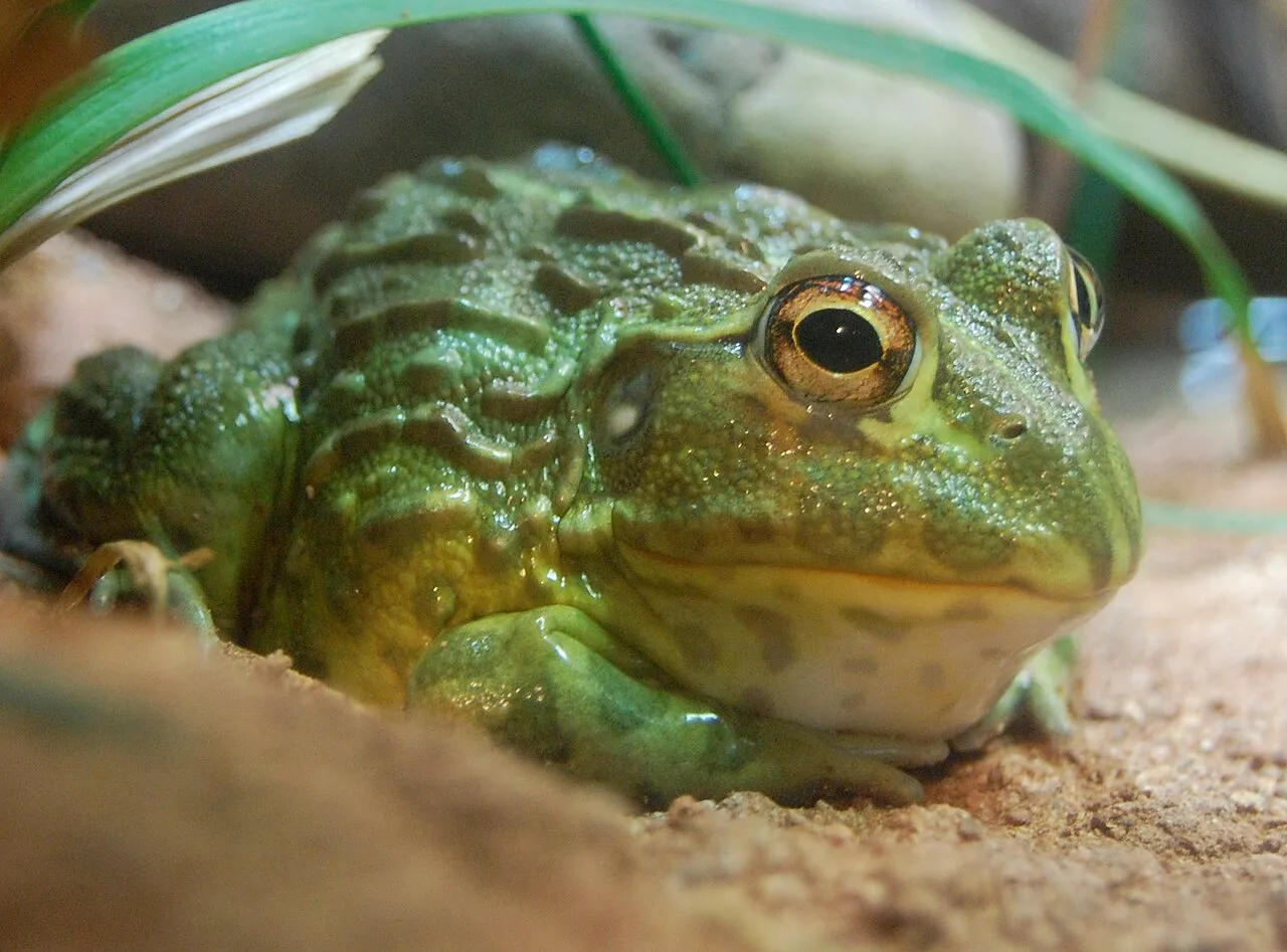 An African bullfrog, a large, heavy-bodied greenish frog with ridged skin, photographed at the New England Aquarium in Boston.