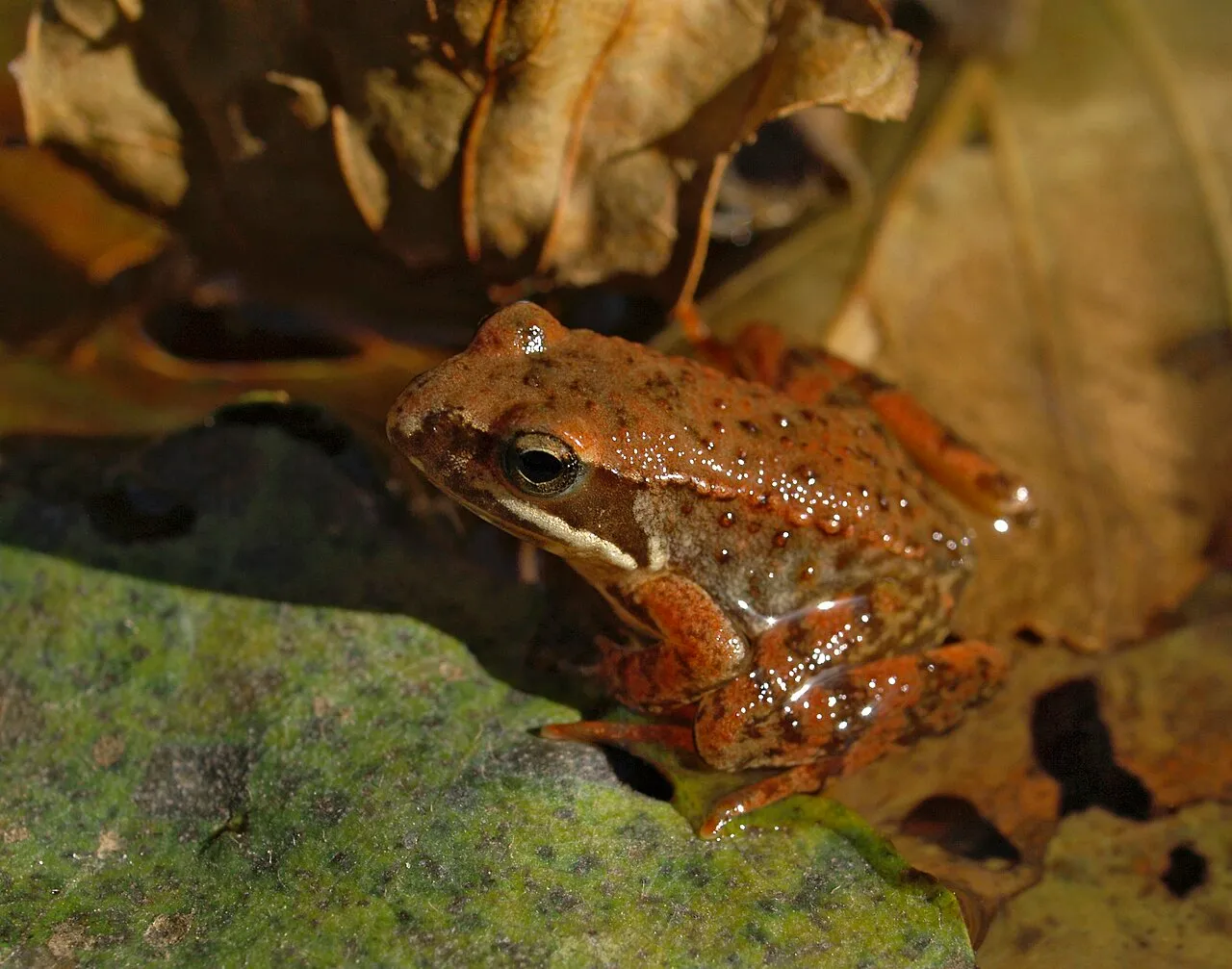 A juvenile Iberian frog (Rana iberica) photographed beside a stream at Garganta del Vadillo, Losar de la Vera, Spain.