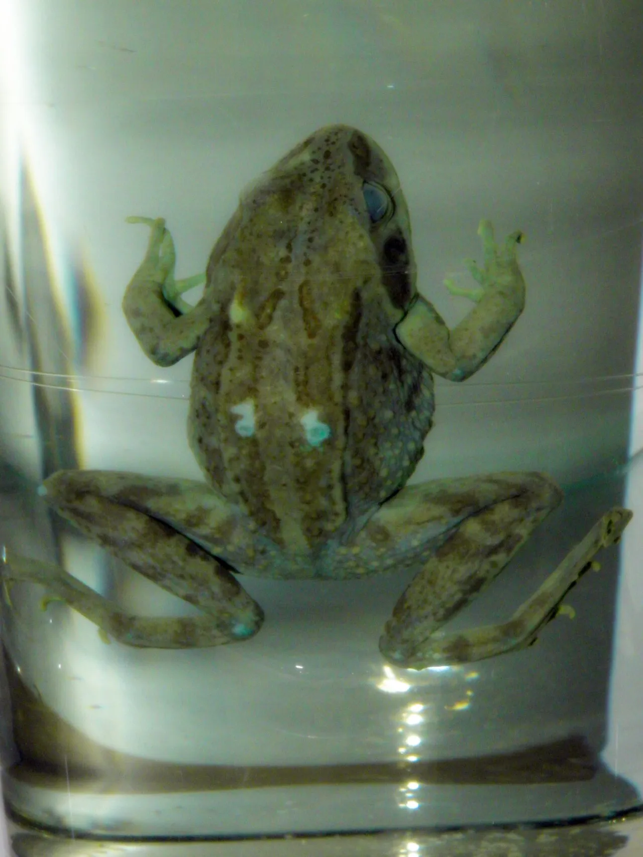 A Siberian wood frog (Rana amurensis) photographed at the Far Eastern Federal University museum in Vladivostok, Russia.