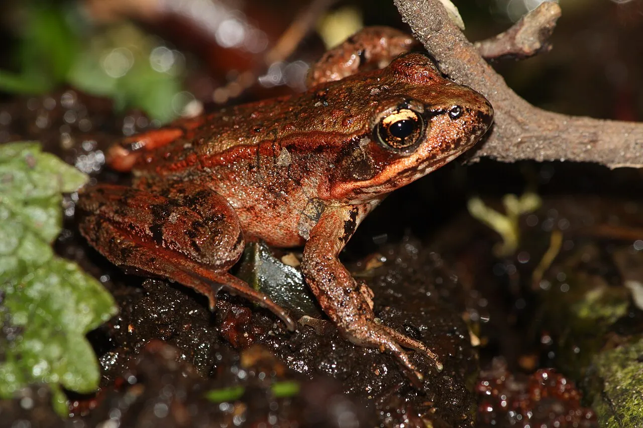 A Northern Red-legged Frog sitting among leaf litter near a stream in Washington State.