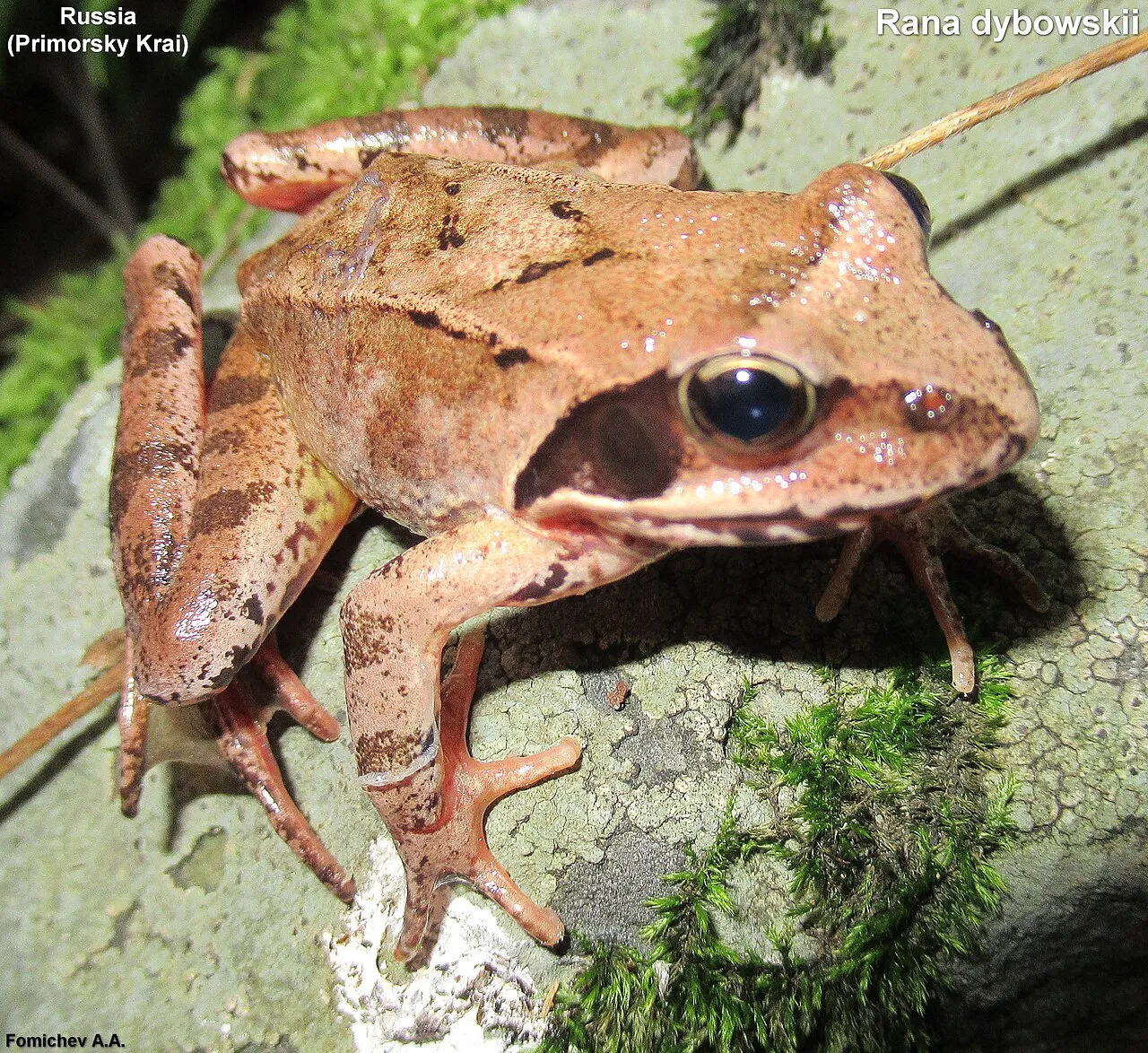 A Dybowski's frog photographed in the Russian Far East.