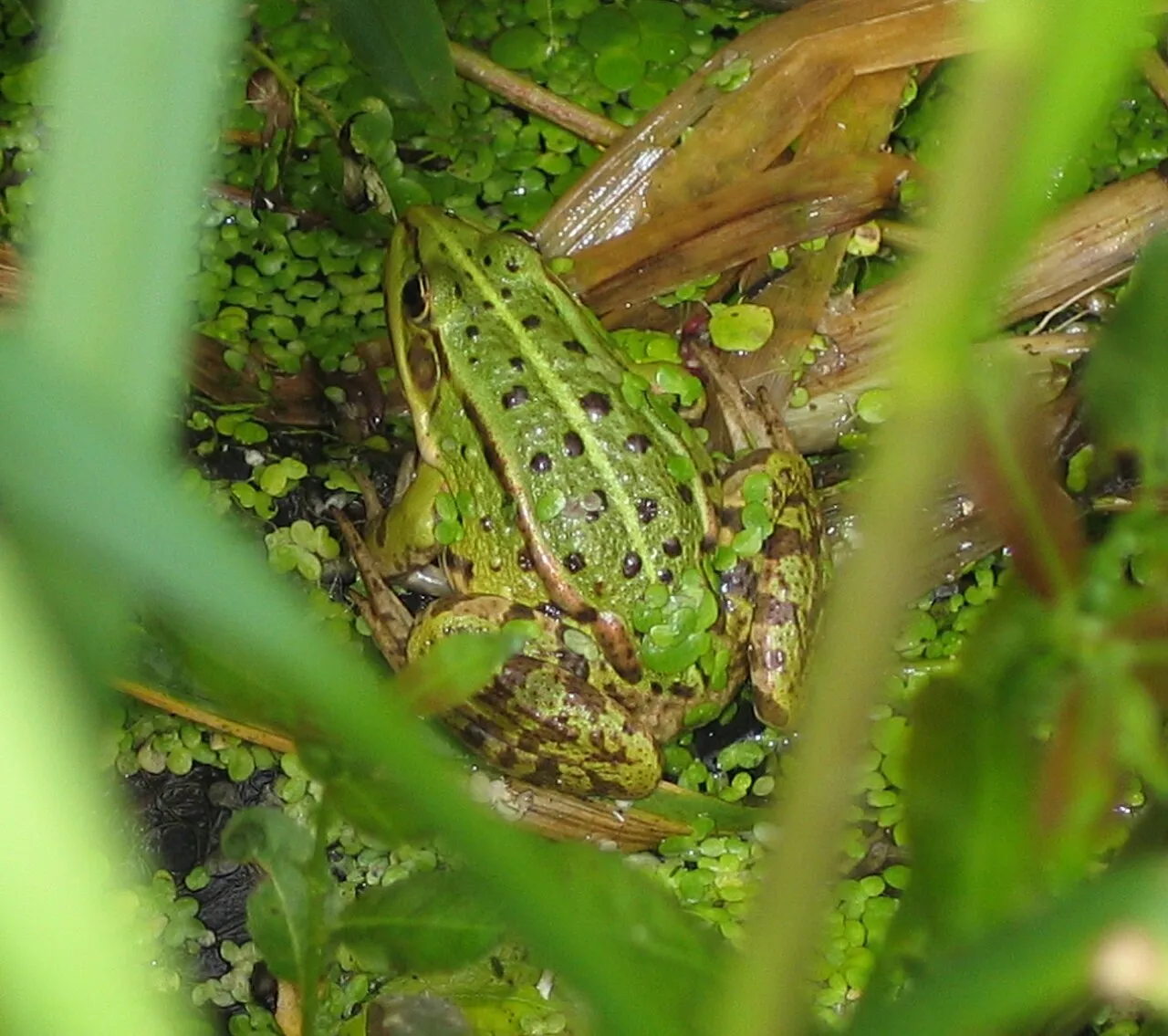 A pool frog photographed in Poland, showing its typically green-brown mottled skin.
