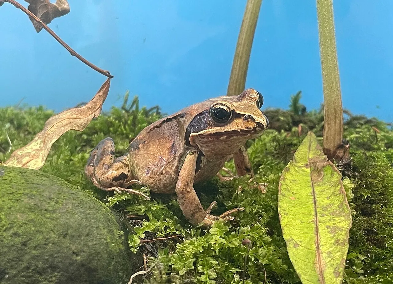 A Hokkaido frog on display at the Shibetsu Salmon Science Museum, Japan.