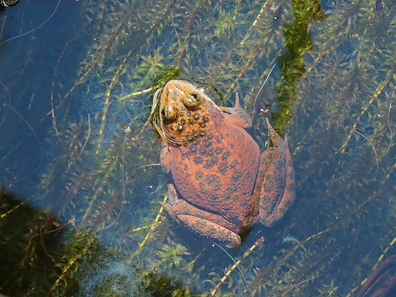 An Oregon spotted frog resting among aquatic vegetation.
