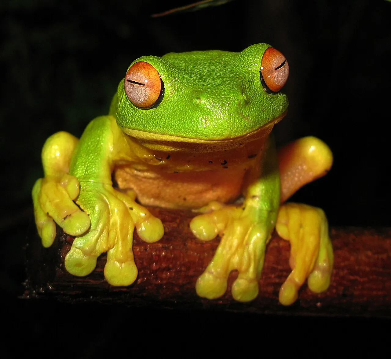 A bright green Red-eyed Green Treefrog with an orange-red iris clinging to foliage.