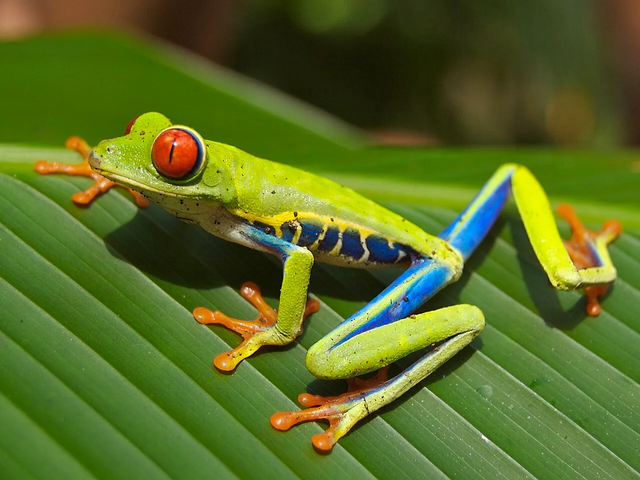A red-eyed treefrog with green skin, orange feet and vivid red eyes clinging to a leaf near Playa Jaco, Costa Rica.