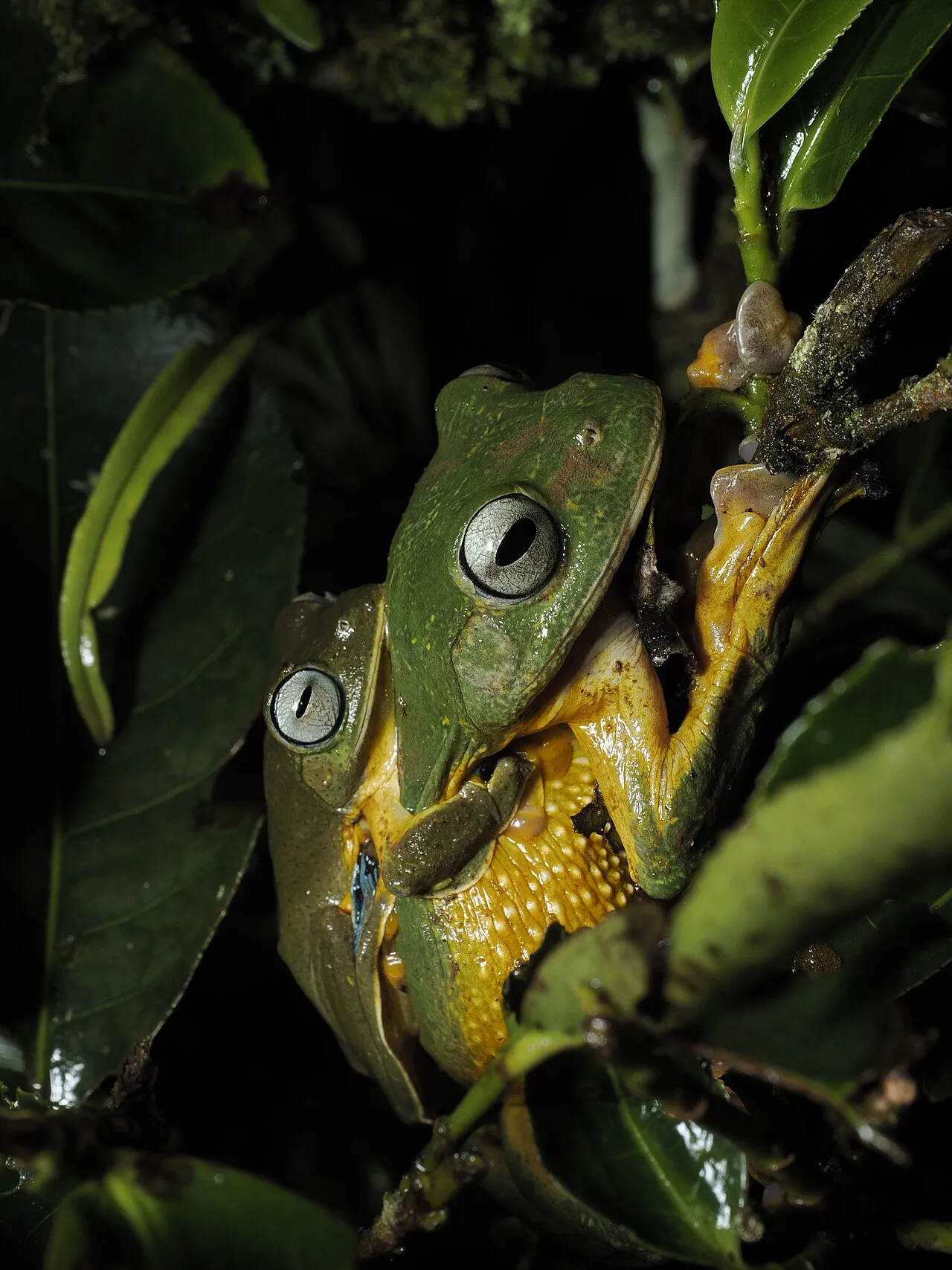 A green flying frog with webbed feet clinging to foliage in West Java, Indonesia.