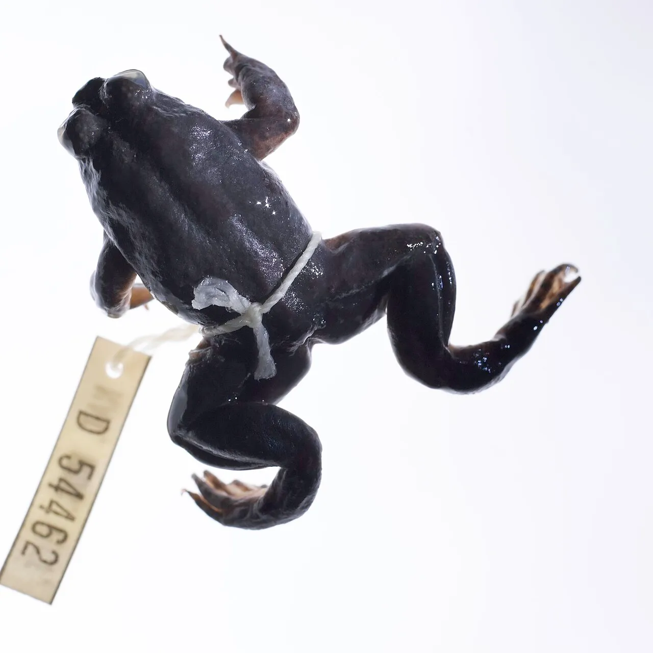 A preserved spirit specimen of the extinct southern gastric-brooding frog in a museum jar.