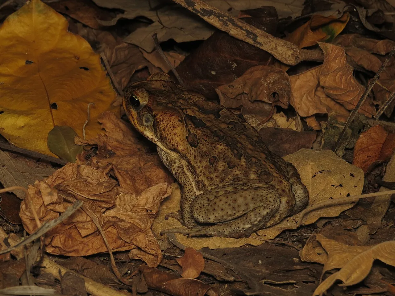 An adult cane toad (Rhinella marina) sitting in dry leaf litter at Mission Beach, Queensland, Australia