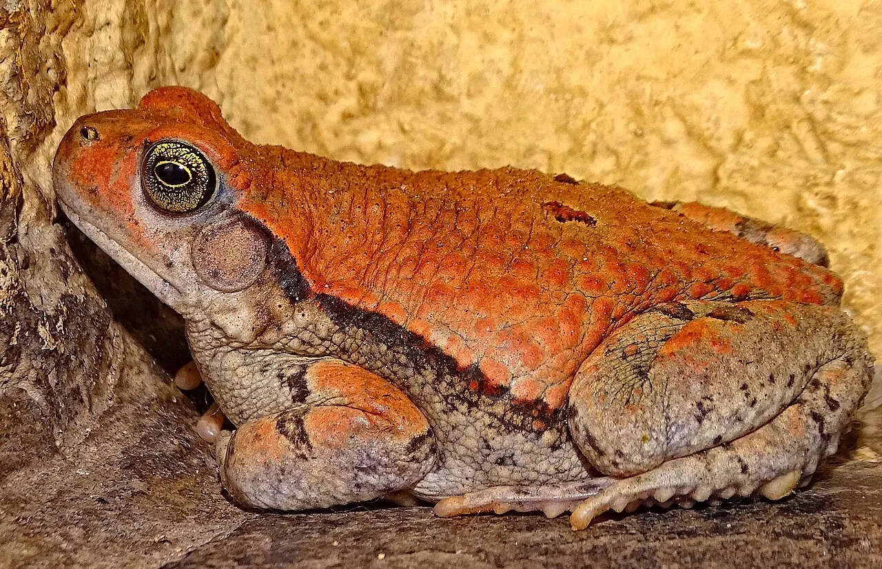 An African red toad found inside a hotel room near Kruger National Park, South Africa.