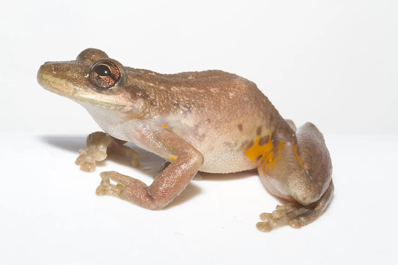 A close-up of a Scinax ruber treefrog showing its reddish-brown back and the reddish patch in its groin area.