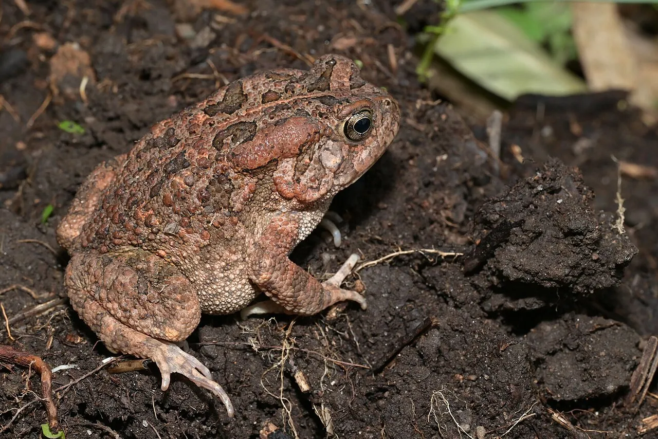 A guttural toad sitting on the ground, photographed in Tanzania.