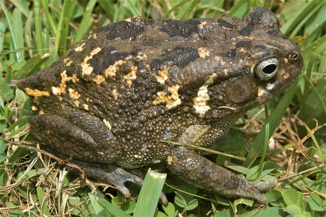 An African common toad photographed on the ground near Accra, Ghana.
