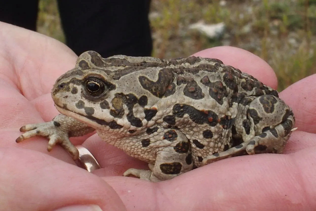 A Mongolian toad (Strauchbufo raddei) resting on sandy ground.