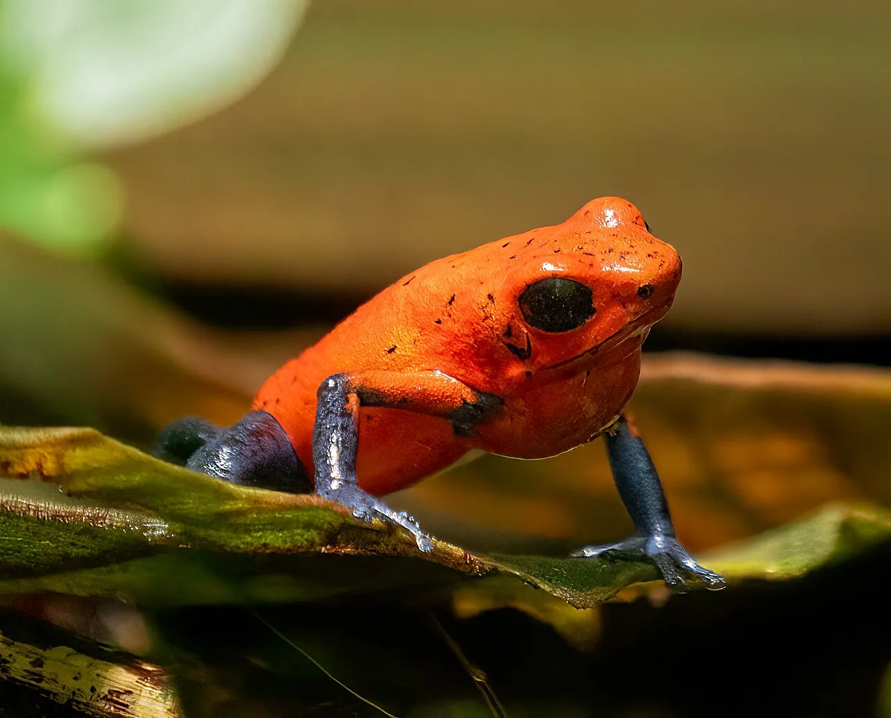 A bright red strawberry poison-dart frog with dark blue-black spotted legs on a leaf in a Costa Rican rainforest.