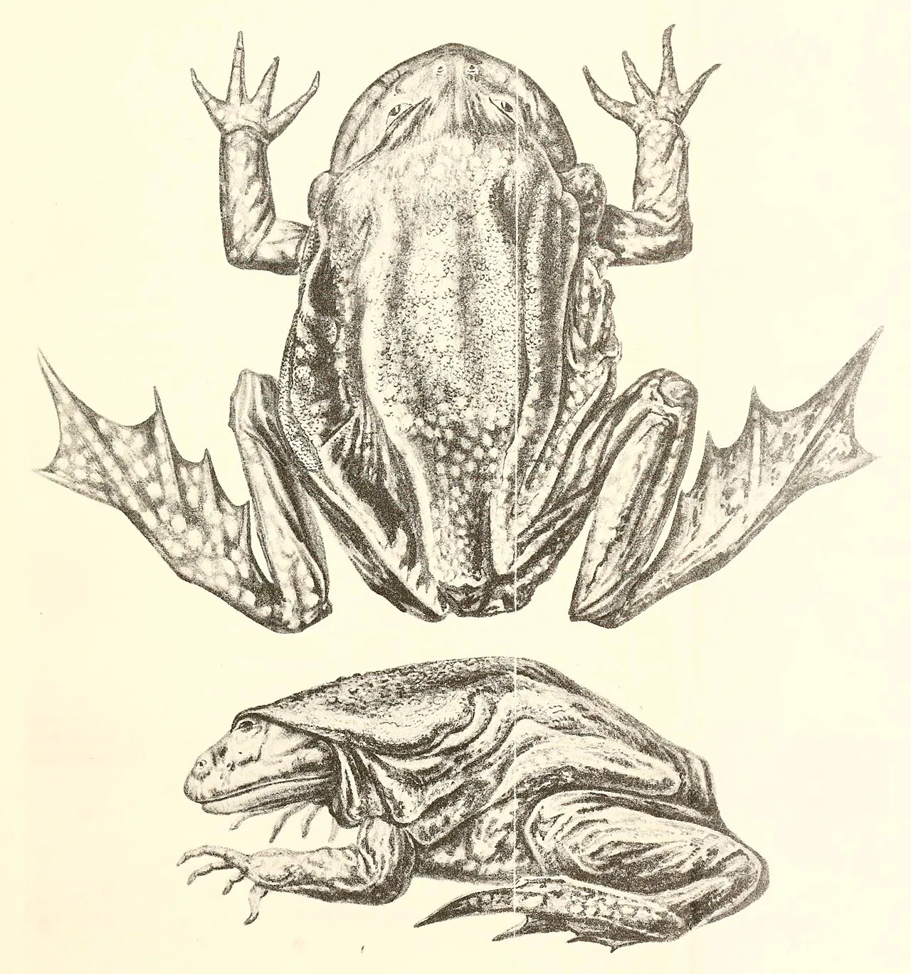 A historical scientific illustration of Telmatobius culeus, the Titicaca water frog, from Garman's 1876 Lake Titicaca survey.