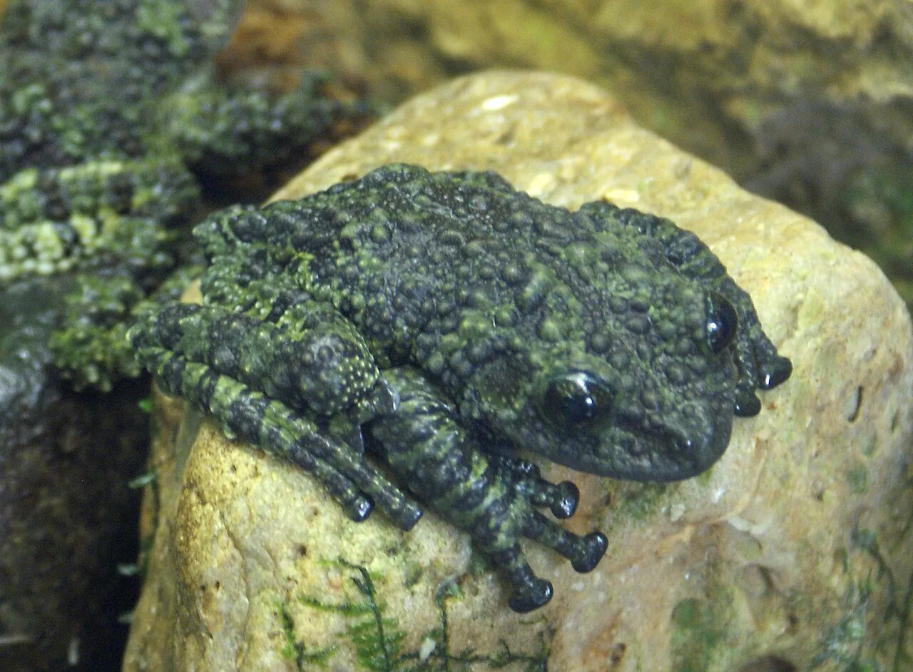 A mossy frog (Theloderma corticale) with rough, mottled green-brown skin resembling moss-covered bark.