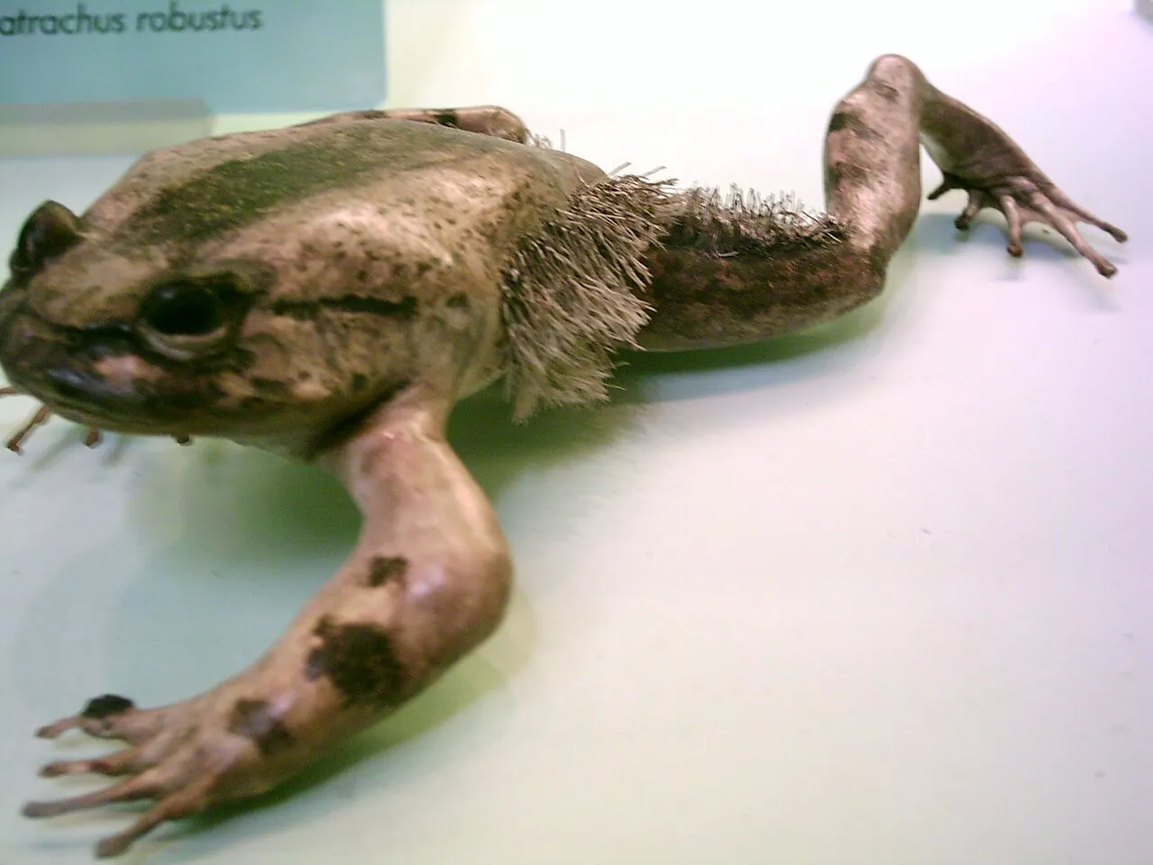 Taxidermied male hairy frog (Trichobatrachus robustus) at the Natural History Museum in London, England.