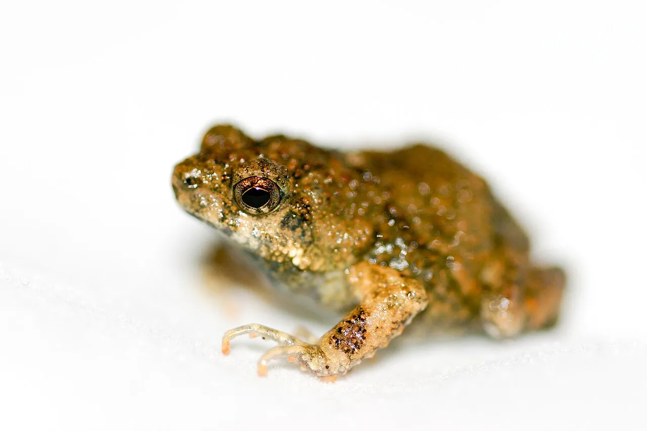 A tungara frog sitting on wet ground, photographed in Panama.