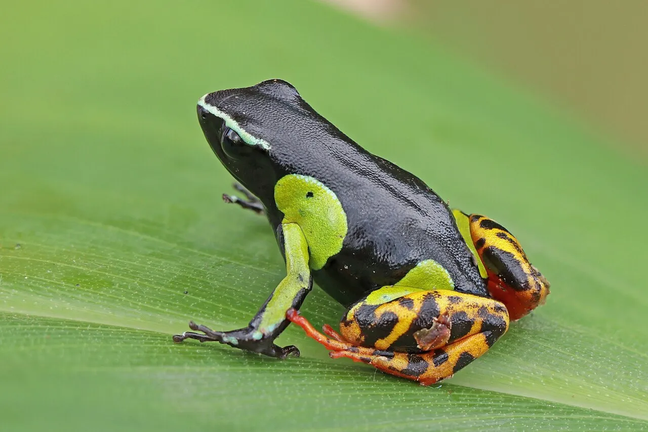 A small Baron's mantella frog with mottled black, green and orange skin, photographed in Ranomafana National Park, Madagascar.