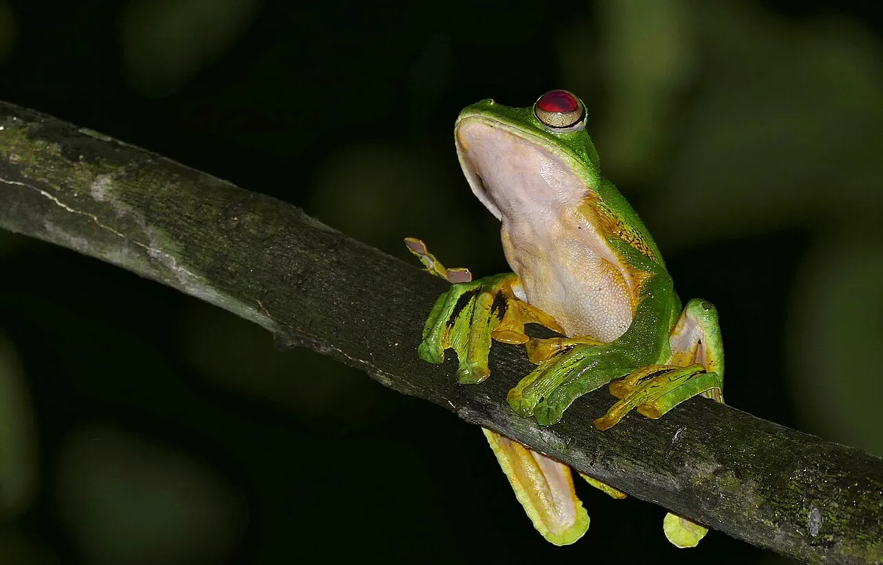 Wallace's flying frog clinging to a branch in Mulu National Park, Sarawak, Malaysia.