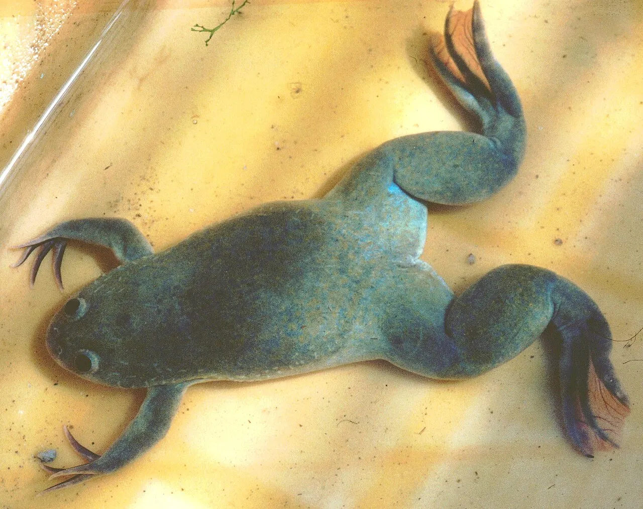 An African clawed frog, showing its flattened body, upward-facing eyes and clawed hind feet.