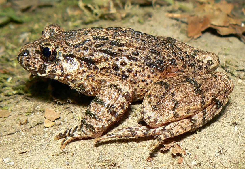 A male Caucasian parsley frog photographed at the Makopse River in Krasnodar Krai, Russia.