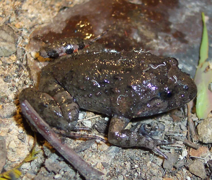 A Tusked Frog (Adelotus brevis) photographed at Wallingat National Park, New South Wales, showing its mottled brown back and tusk-like projections on the lower jaw.