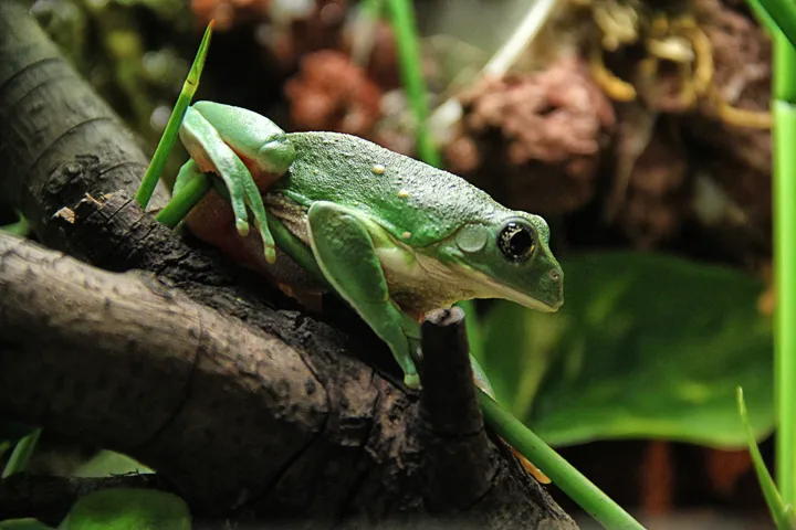A green Mexican leaf frog with a white-spotted back and dark eyes perched on a branch in a terrarium.