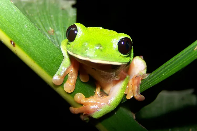 A Morelet's tree frog (Agalychnis moreletii) seen in close-up, showing its green back and large eyes.