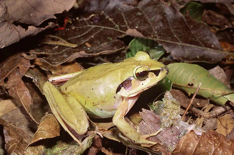 An Aglyptodactylus madagascariensis frog resting among leaf litter in Madagascar.