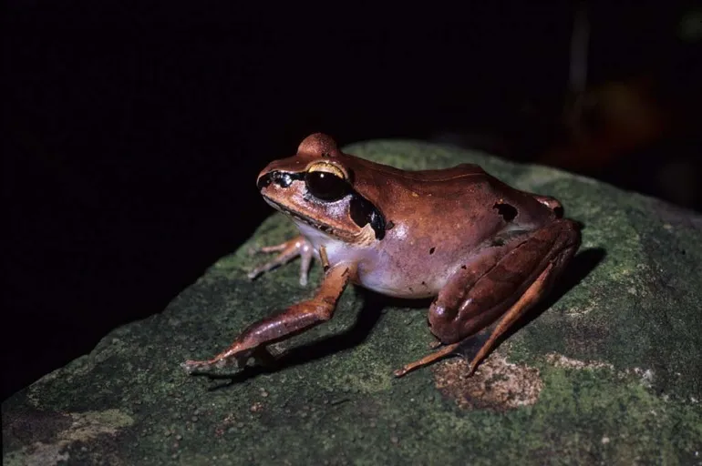 Aglyptodactylus securifer, a frog from Madagascar, photographed resting on the ground.