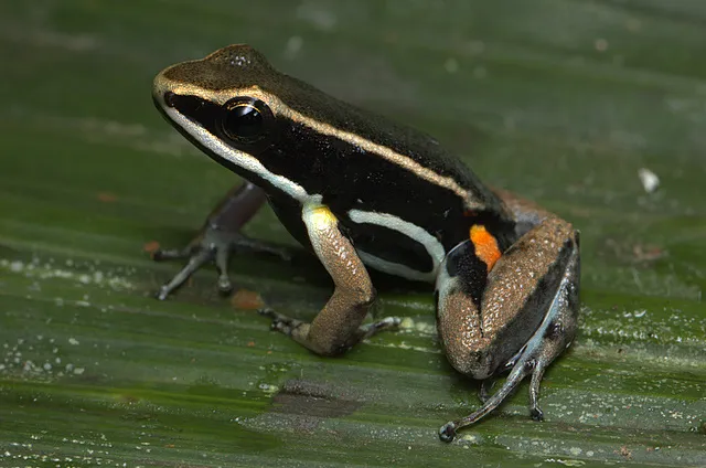 A small brilliant-thighed poison frog resting on leaf litter on the forest floor.