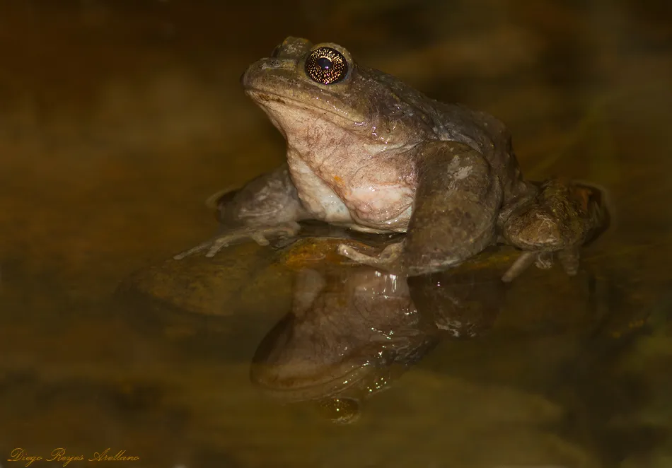 An Alsodes nodosus (Black Spiny-chest Frog), an amphibian endemic to Chile, photographed in its natural habitat.