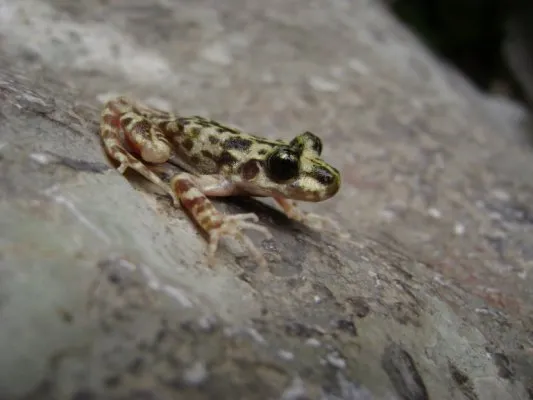 A Mallorcan midwife toad (Alytes muletensis) resting on limestone rock in its native Mallorca habitat.