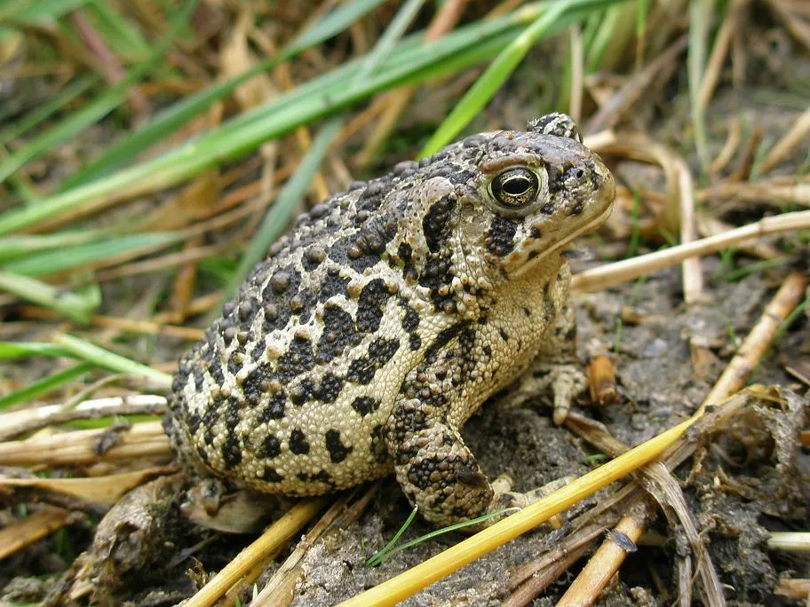 Wyoming toad (Anaxyrus baxteri) at Mortenson Lake National Wildlife Refuge, Wyoming, USA