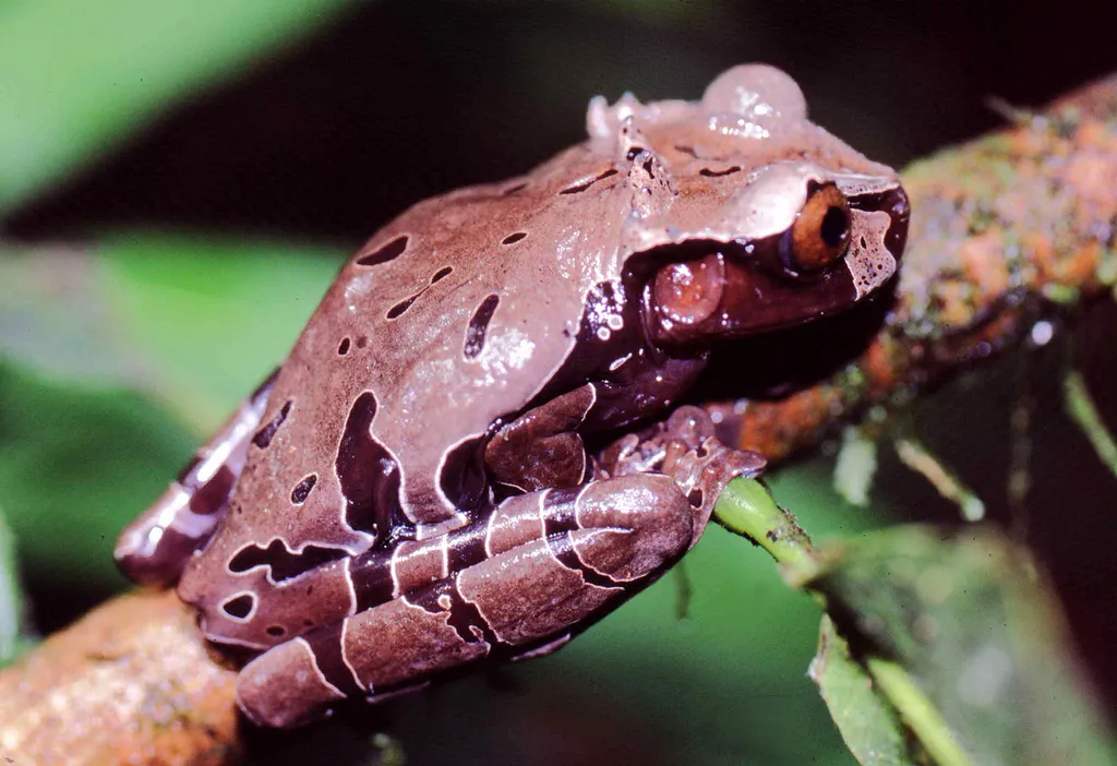 A spiny-headed tree frog with bony, pointed projections on its head, perched on vegetation.