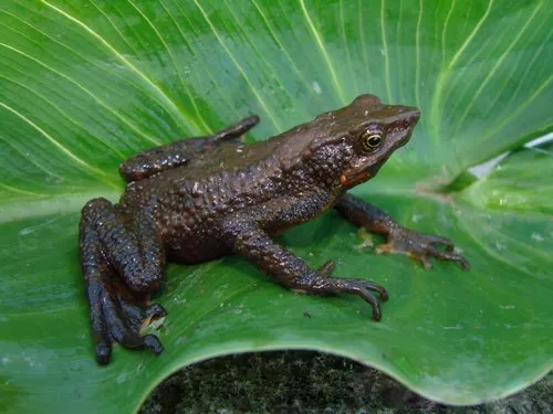 A San Lorenzo harlequin frog (Atelopus nahumae) with brown mottled skin and a shoulder X-mark, resting on forest ground.