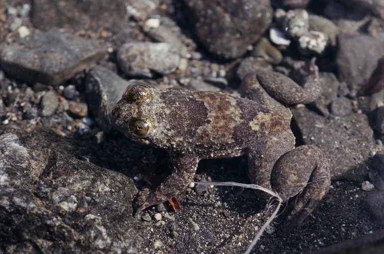 A Philippine Discoglossid Frog (Barbourula busuangensis) resting on wet rock in a stream.