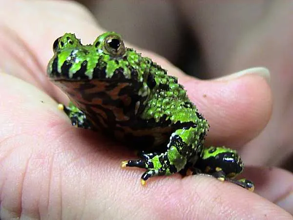 An Oriental fire-bellied toad resting on a leaf, showing its mottled green back.