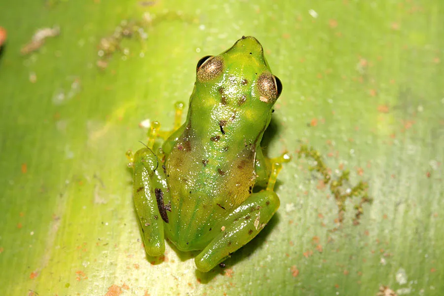 A green Boophis jaegeri frog photographed at Mantadia National Park near Andasibe, Madagascar.