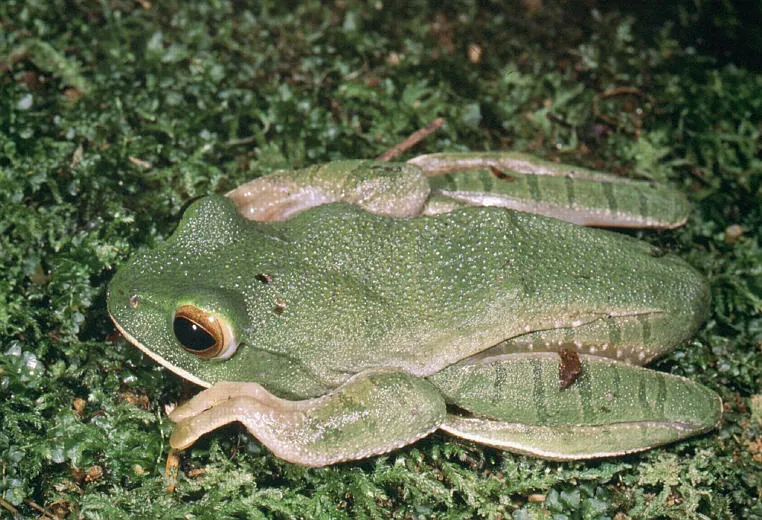 A greenish Boophis albilabris treefrog with a pale lip stripe perched on vegetation in Madagascar.