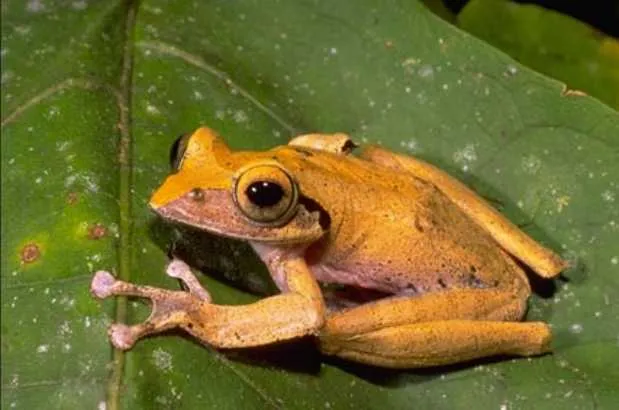 A small Boophis brachychir treefrog photographed against a neutral background in Madagascar.