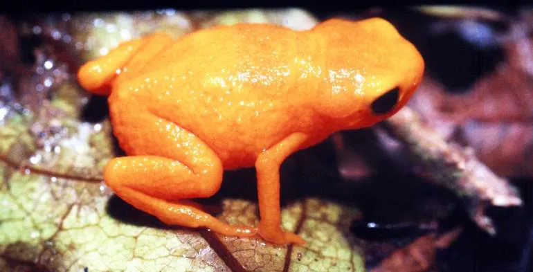 A pumpkin toadlet (Brachycephalus ephippium) on leaf litter, showing its small orange-yellow body.
