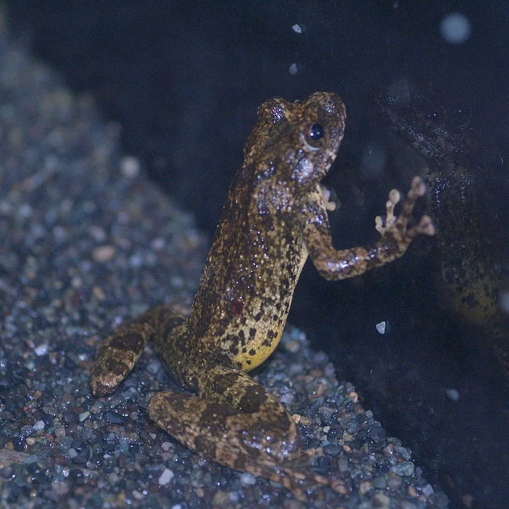 A Kajika Frog (Buergeria buergeri) photographed at Himeji City Aquarium, Japan.