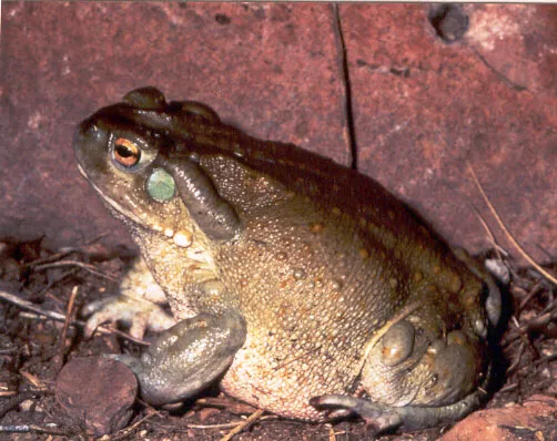 A Colorado River toad with olive-green, leathery skin photographed against a plain background.