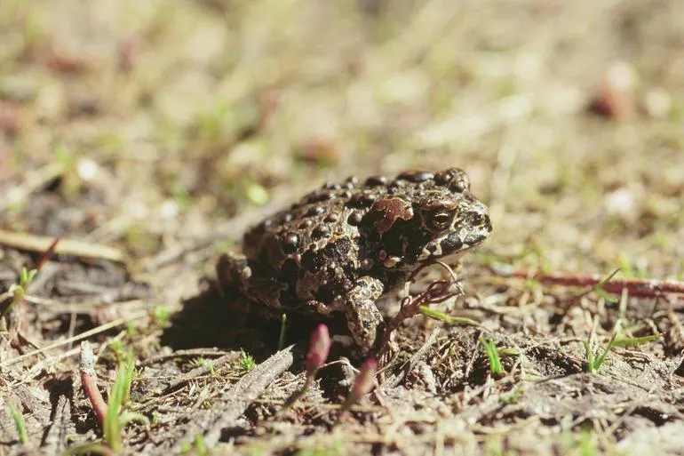 A Yosemite toad sitting on damp ground near a Sierra Nevada meadow.
