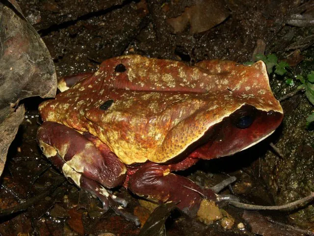 An African Giant Toad, a large brown toad with warty skin, photographed against a plain background.
