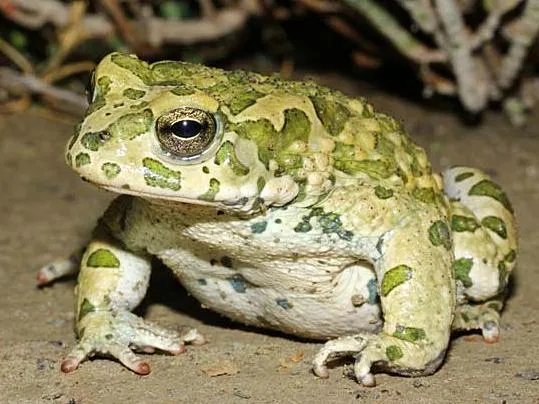 A Bufotes oblongus toad photographed in its native Iranian habitat.