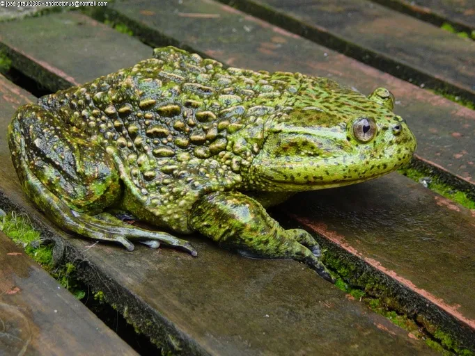 A Chilean giant frog (Calyptocephalella gayi) resting at the edge of the water.